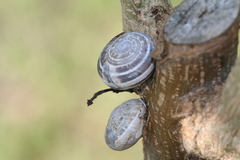 Eobania vermiculata