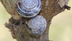 Eobania vermiculata