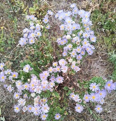Aster amellus bessarabicus