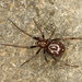 False Widow Spiders - Photo (c) Saryu Mae, some rights reserved (CC BY), uploaded by Saryu Mae