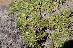 Junellia minima