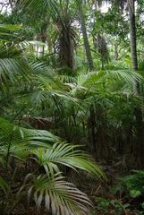 Howea forsteriana
