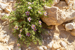 Fagonia mollis