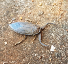 Lethocerus collosicus