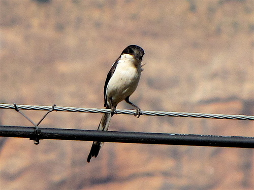 Northern Fiscal