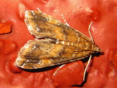 Elophila turbata