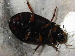 Hydrochara affinis
