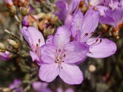 Rhododendron farrerae