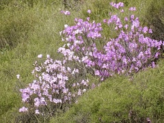 Rhododendron farrerae