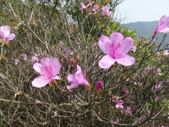 Rhododendron farrerae