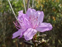 Rhododendron farrerae