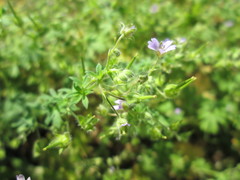 Geranium pusillum
