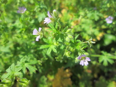 Geranium pusillum