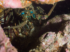Panulirus penicillatus