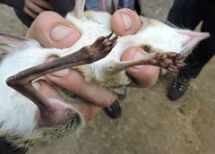 Petrodromus tetradactylus