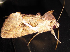 Ctenoplusia