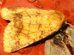 Helicoverpa assulta