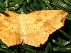 Pareclipsis gracilis