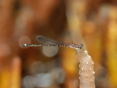 Mortonagrion arthuri