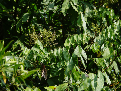 Lepisanthes rubiginosa, photograph 4