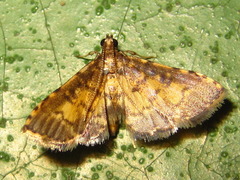 Nacoleia inouei