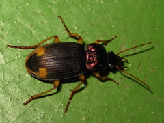 Chlaenius virgulifer