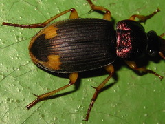 Chlaenius virgulifer