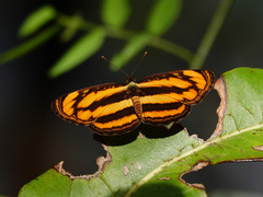 Pantoporia paraka
