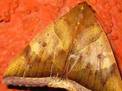 Artena dotata