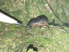Anagotus rugosus
