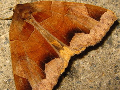 Chrysorithrum amatum
