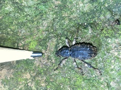 Anagotus rugosus