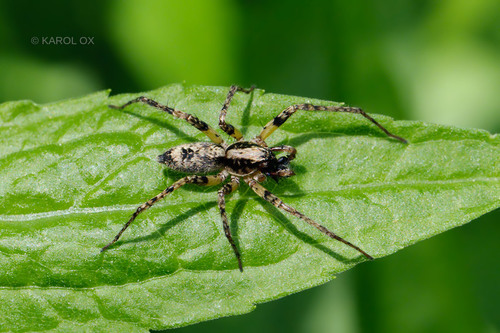 Spriadavka listová (Anyphaena accentuata)
