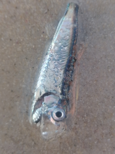 Walvis pearlside (Maurolicus walvisensis) — Sternoptychidae — 4