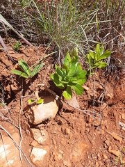 Senecio triodontiphyllus