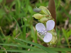 Murdannia loriformis