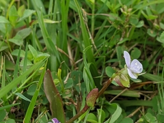 Murdannia loriformis