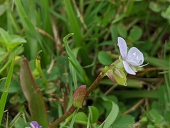 Murdannia loriformis