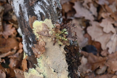 Hydnophlebia