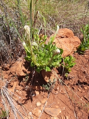 Senecio triodontiphyllus