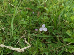 Murdannia loriformis