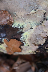 Hydnophlebia