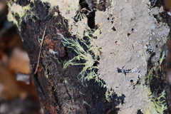 Hydnophlebia