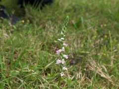 Spiranthes sinensis