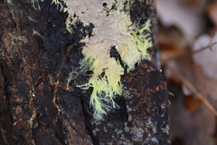 Hydnophlebia