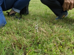 Spiranthes sinensis