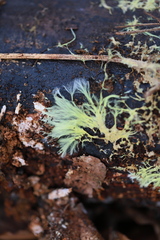Hydnophlebia
