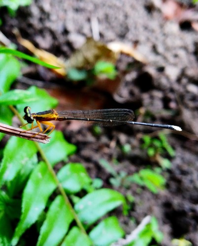 Photo of Yellow featherlegs (Copera marginipes)