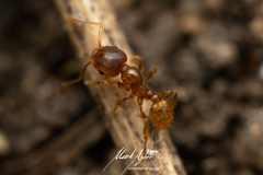 Pheidole rugosula