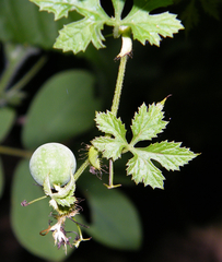 Blastania cerasiformis